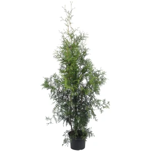 Туя западная «Смарагд» С3, 60-70 см 81969346 STLM-2186965