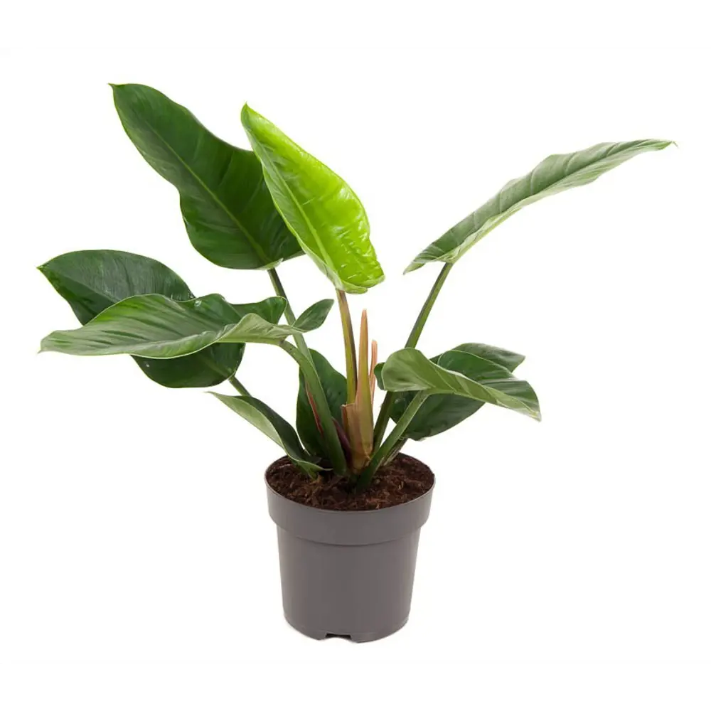 Santreyd Филодендрон Сильвер Сворд - серебристый акцент для интерьера 89296596 STLM-0956371