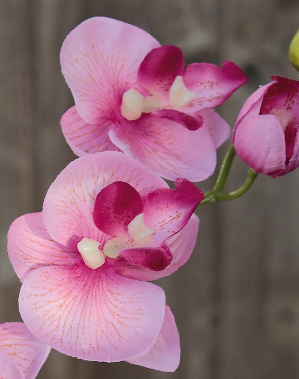 2462 510 a2 Орхидея Фаленопсис шелк, 38 см, роза H-andreas 