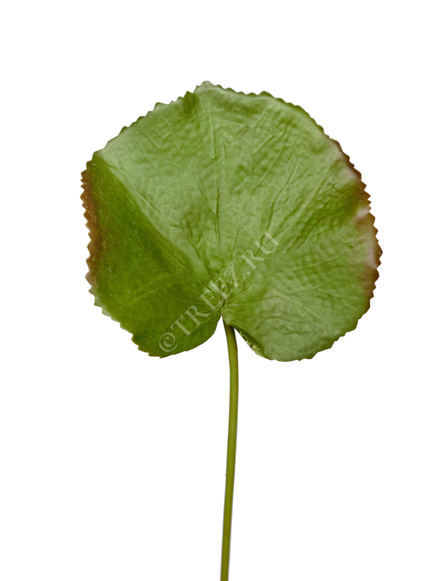 30.03080088GR Лист галакса малый в-37 см д-8х10 см Цветочная коллекция 