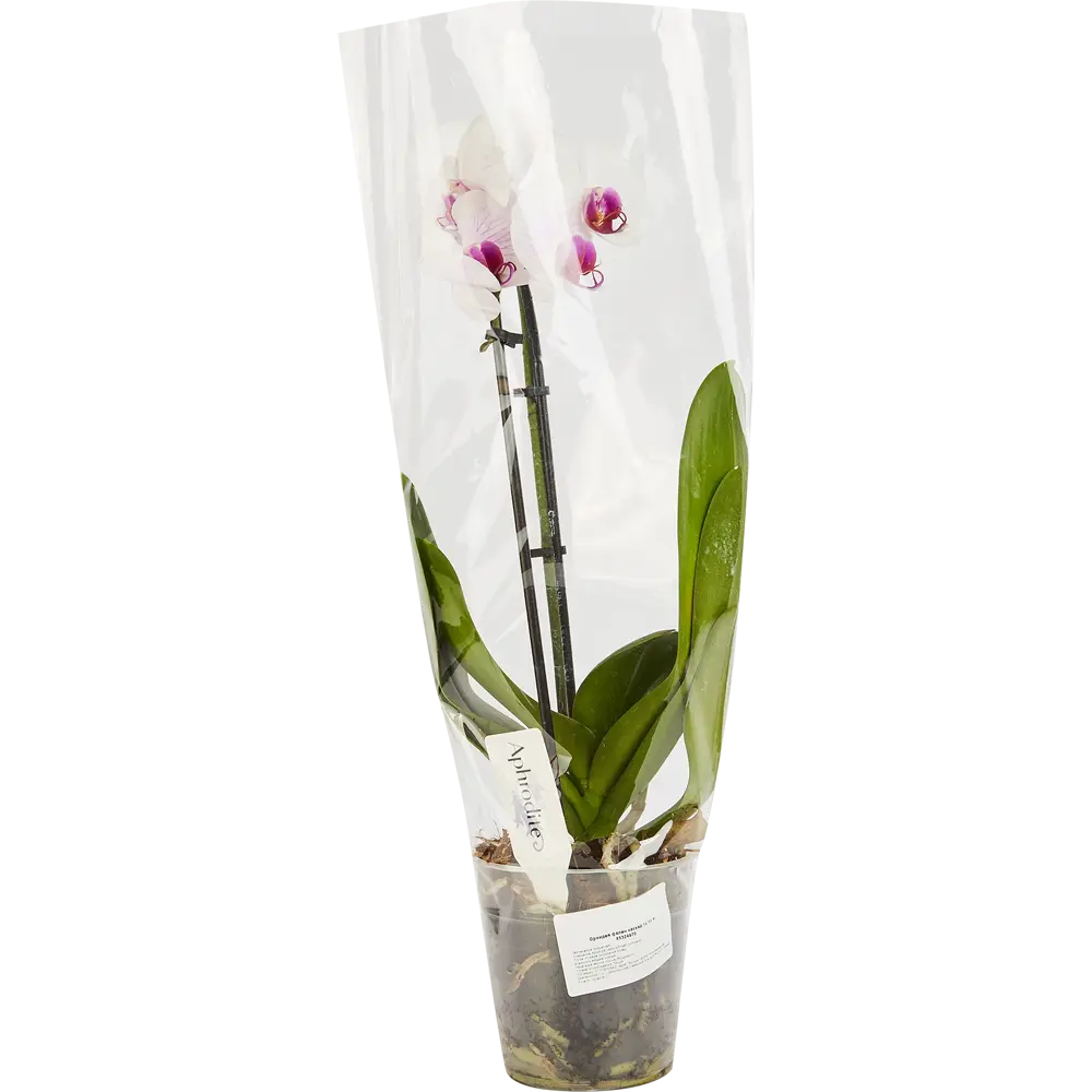 Santreyd Орхидея Фаленопсис Каскад с цветами-бабочками 85324970 STLM-0061532 - Вид №4