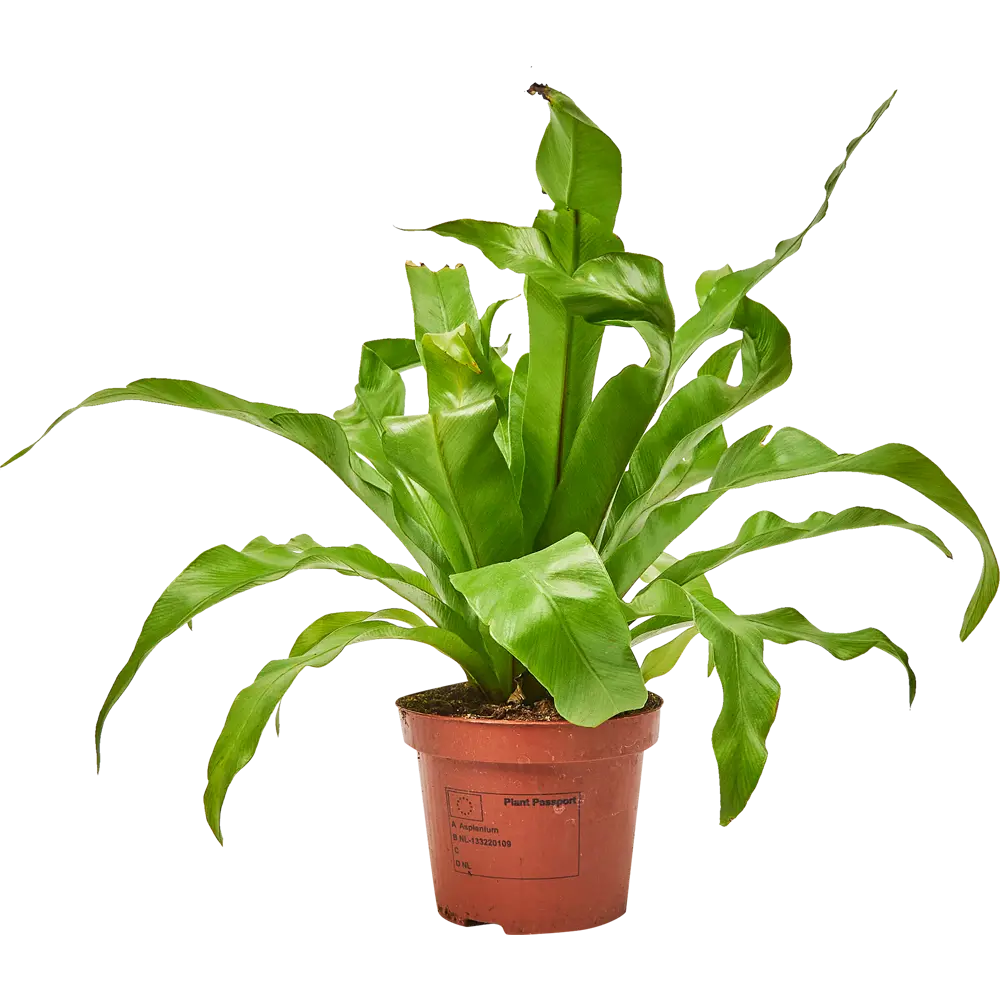 Santreyd Асплениум микс — изящный комнатный папоротник для вашего интерьера 85062753 STLM-0058090