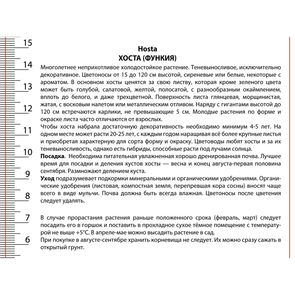 Хоста Лэйксайд Литтл Тафт - многолетнее корневище для сада 89433507 ПОИСК STLM-1574846 - Вид №2