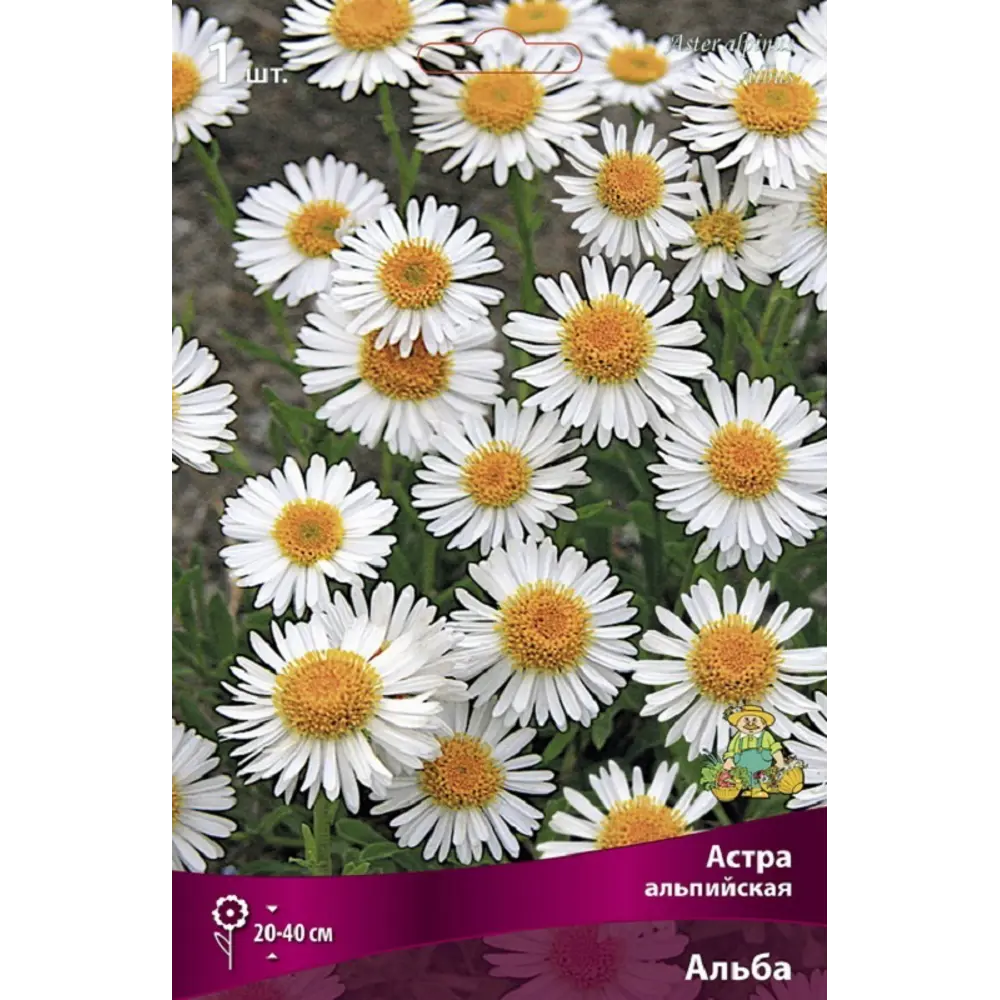Астра альпийская Альба 89452341 STLM-2090732 ПОИСК  - Вид №2