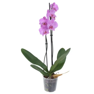 Santreyd Фаленопсис микс - изящная орхидея для вашего интерьера 89387399