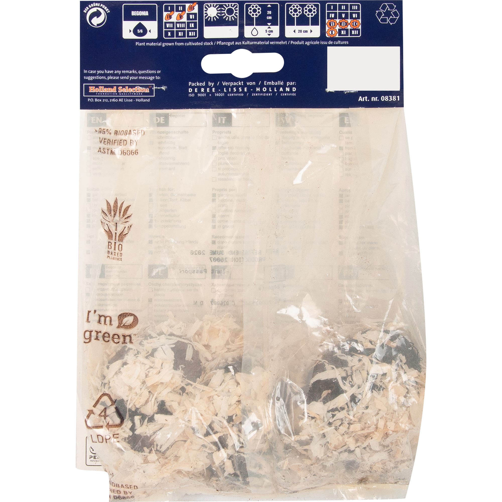 82539276 Бегония ампельная жёлтая Santreyd  - Вид №1