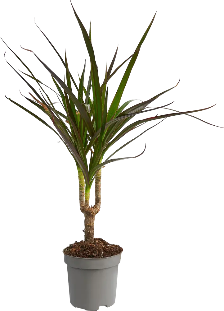 Santreyd Драцена Маргината Магента — изящное тропическое растение с пышной кроной 85324835