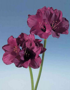 1595 442 a2 Искусственный цветок амариллис, 66 см, бордовый H-andreas 