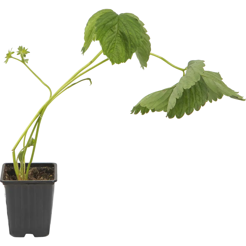 Земляника садовая «Дероял» 9x15 см 82625402 STLM-2002140 PLANTMARKET 