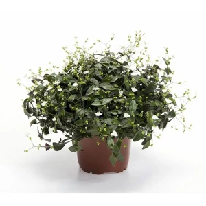 Santreyd Традесканция Приречная — изящная ампельная красота для интерьера 89394853