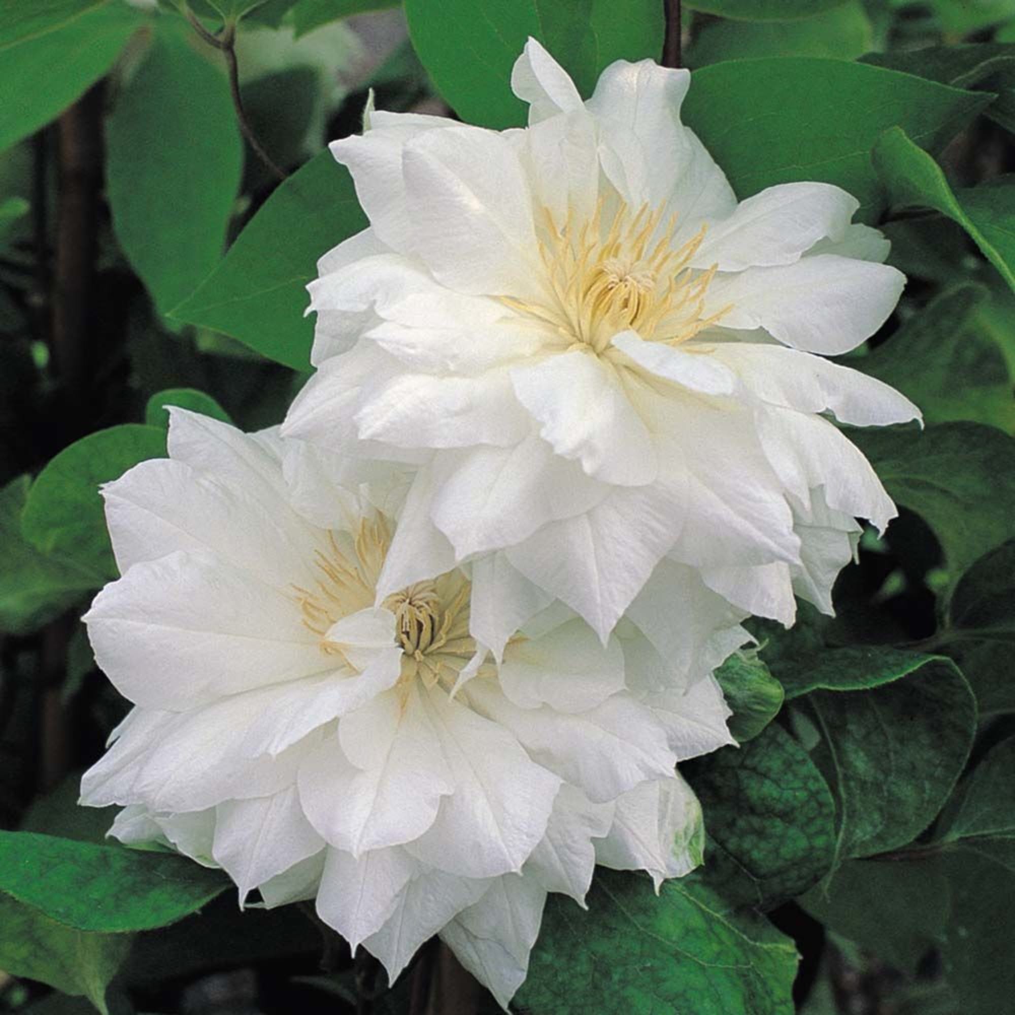 85324316 Клематис крупноцветковый Исаго ø17 h50 см Santreyd  - Вид №1