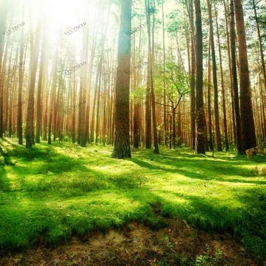 WP01748 Фотообои Verol Фотообои decoline 1х1 м