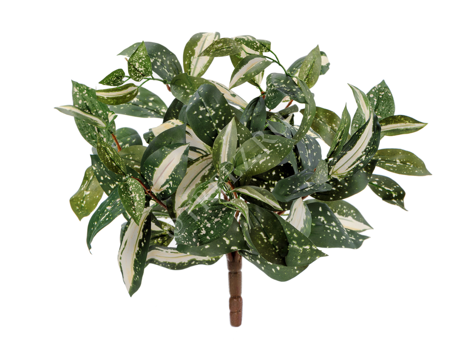 20.1066N Тини Кордилина бело-зелёная Цветочная коллекция 