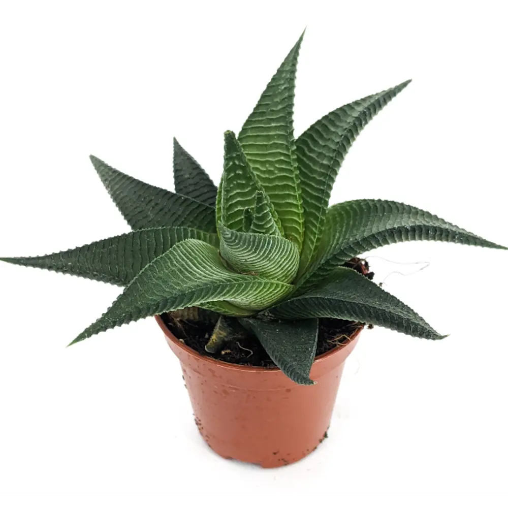 Santreyd Хавортия Лаймифолия Твист — суккулент с узорчатыми листьями 83677219 STLM-0043328