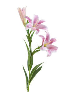 30.0614173LPK Лилия Донателло ветвь нежно-розовая с белым Цветочная коллекция