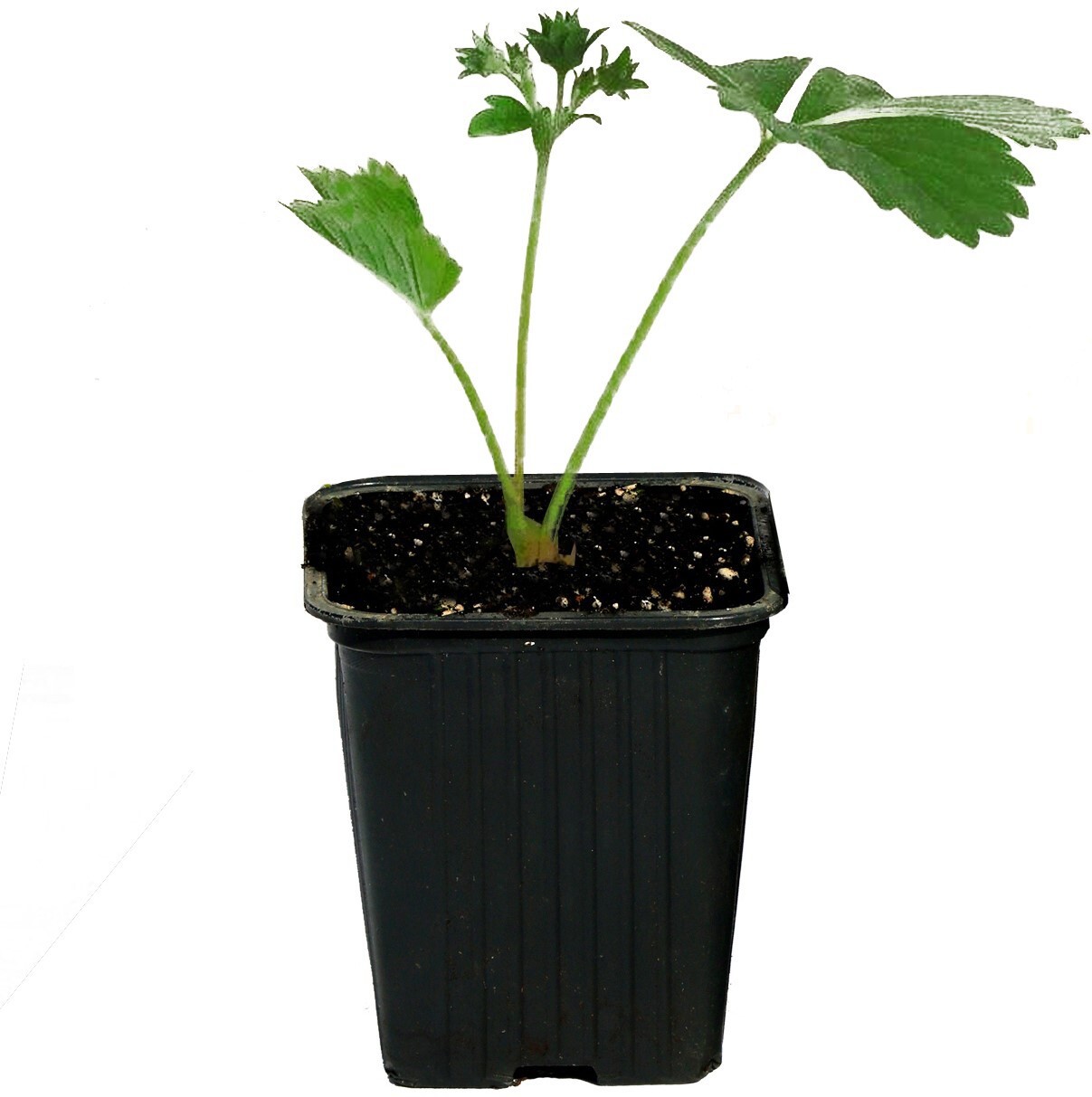 Ремонтантная земляника Королева Елизавета от Santreyd - многократное плодоношение 81954888 STLM-0015215 - Вид №2