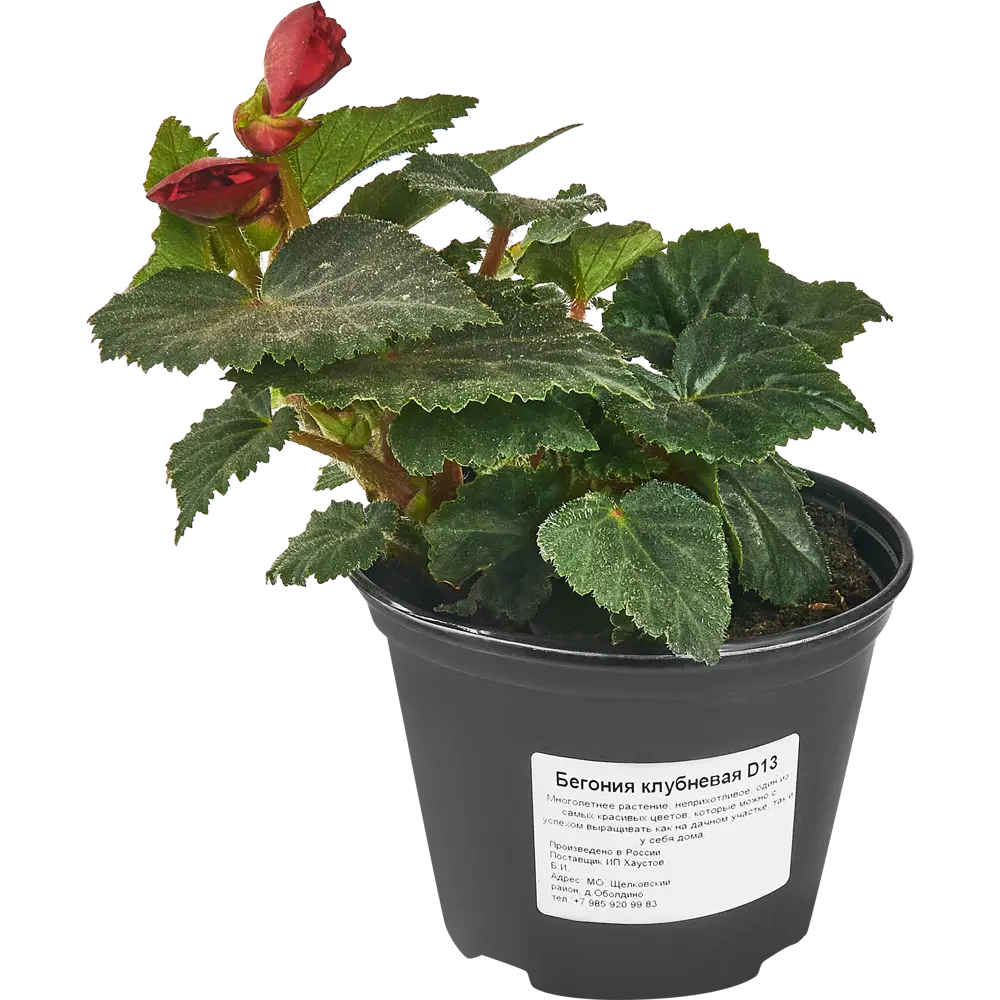 Бегония клубневая Santreyd - яркое украшение сада 83597581 STLM-0042355