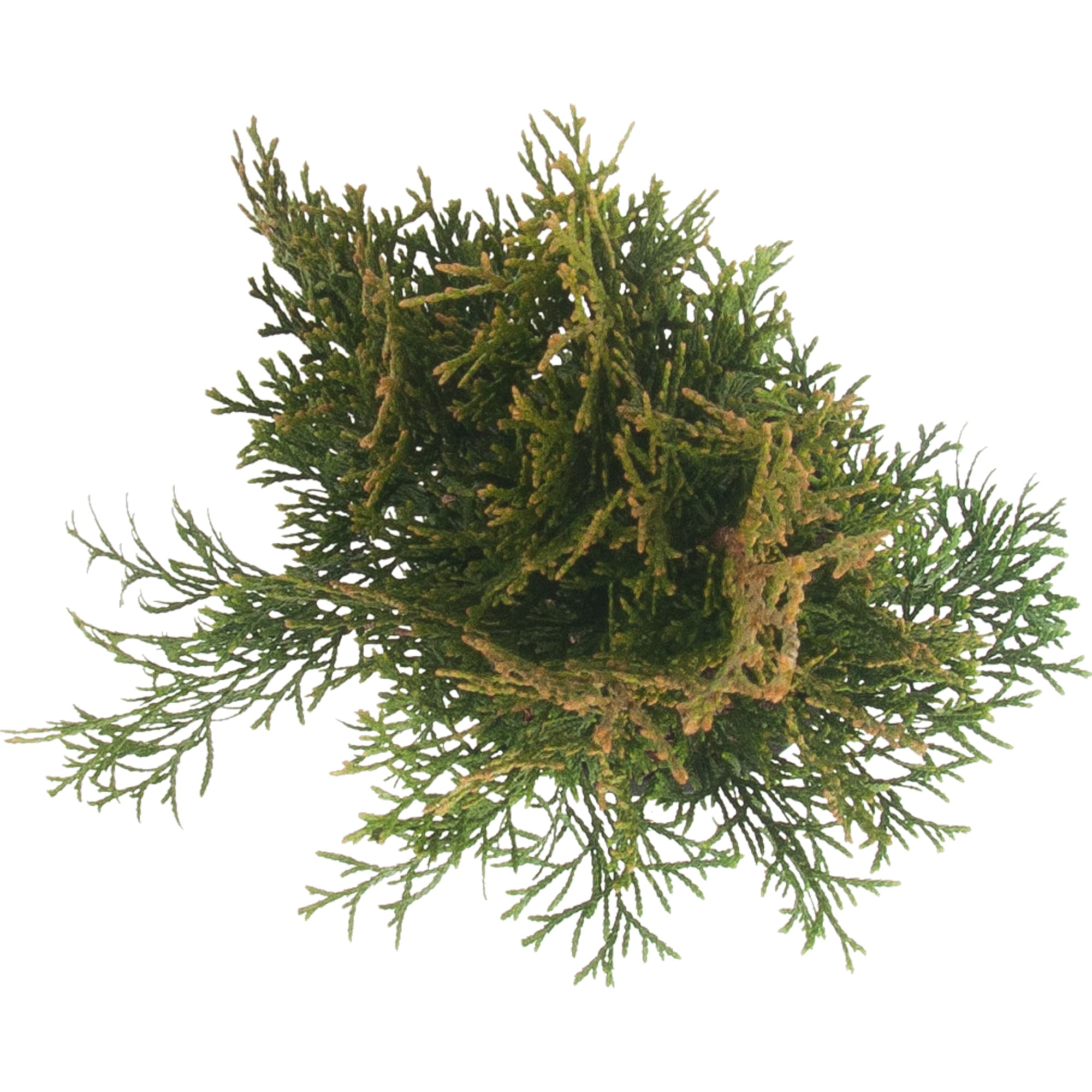 82176353 Туя западная «Голден Смарагд» 5-7.5 л 50-70 см Santreyd  - Вид №1