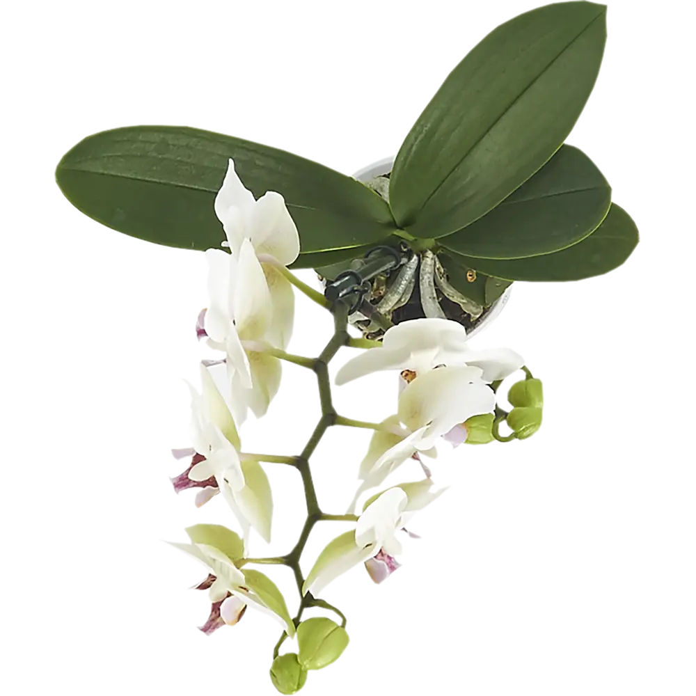 Santreyd Орхидея Фаленопсис мини — изящное украшение интерьера 13974293 STLM-0004095 - Вид №1