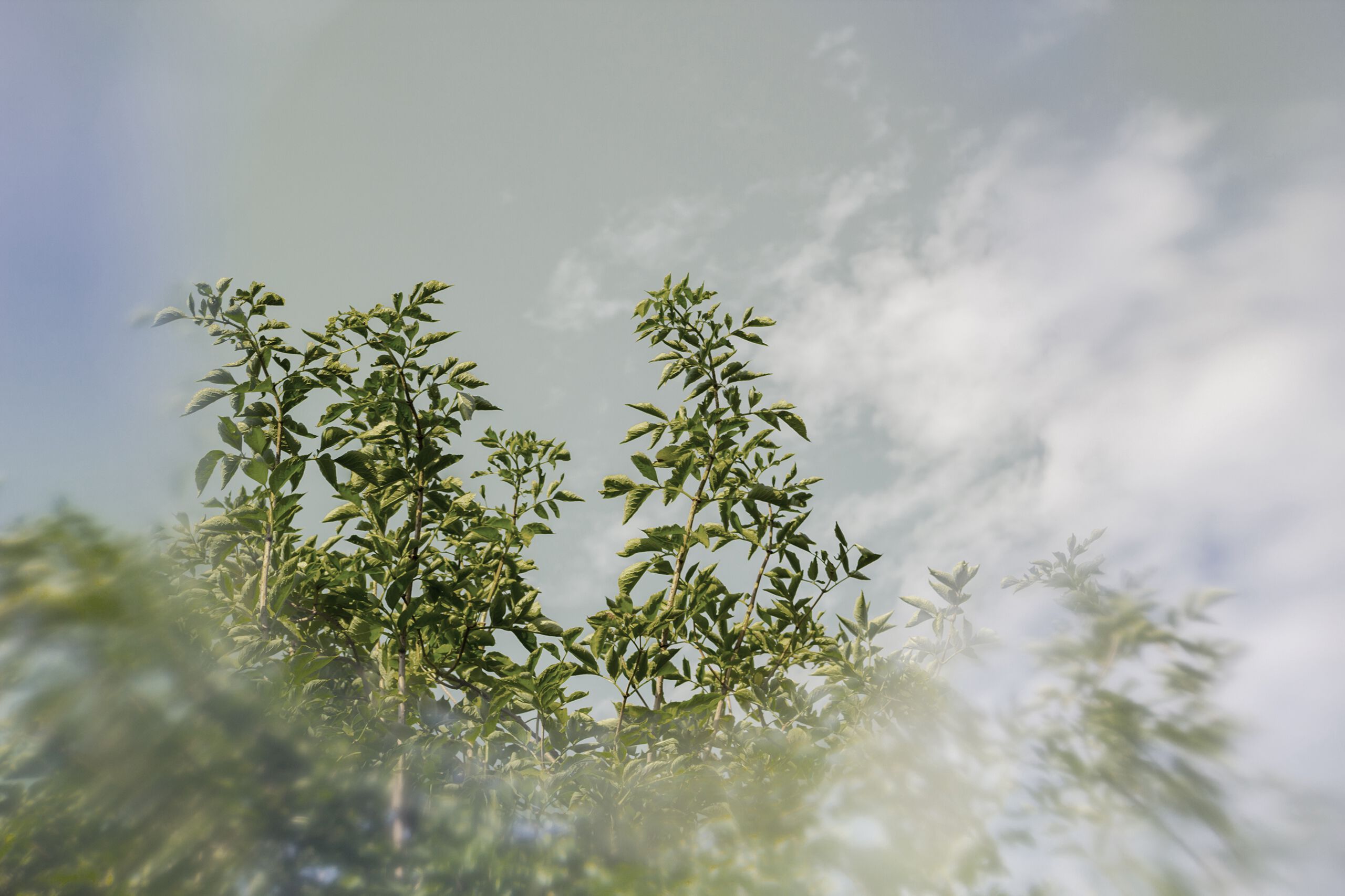 Обои с рисунком GLAMORA Творческая коллекция, глава XIV ARCH-00048481 - Вид №11