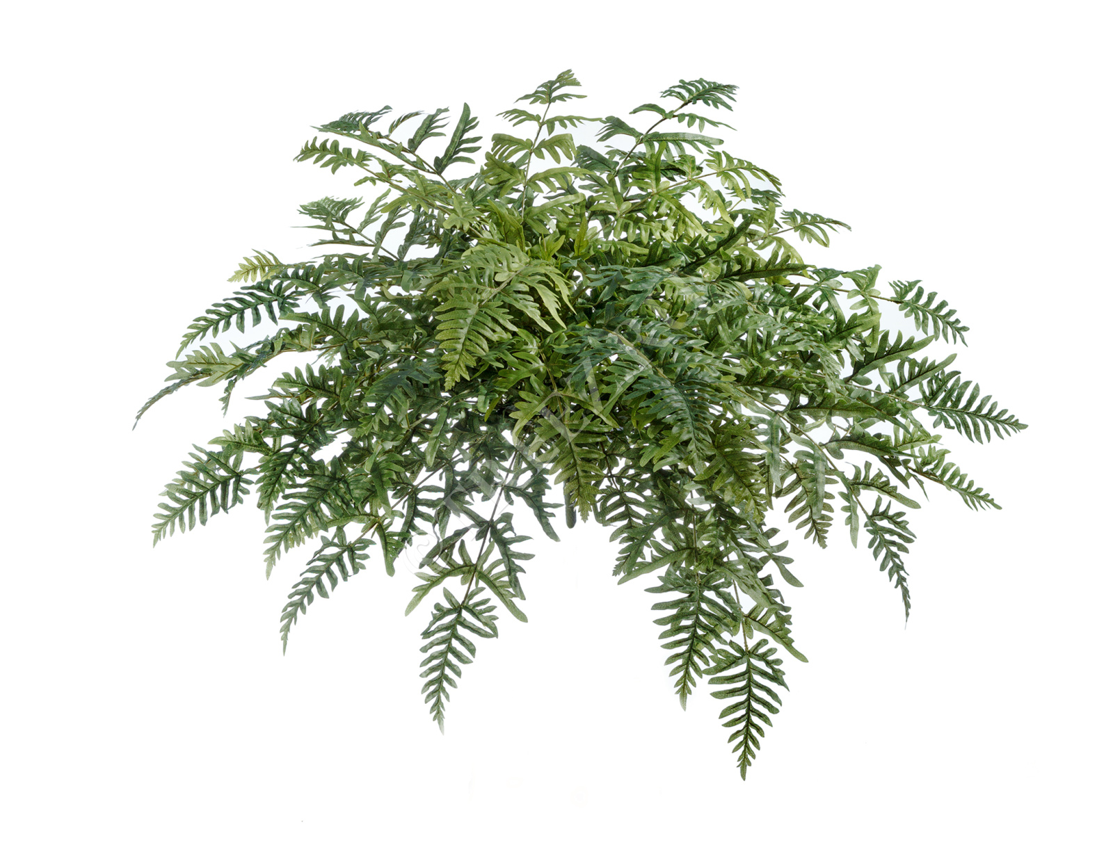 20.1329N Папоротник Athyrium Цветочная коллекция 
