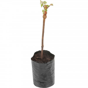 82601691 Виноград культурный «Виорика» 1.5-2 л высота 40-80 см