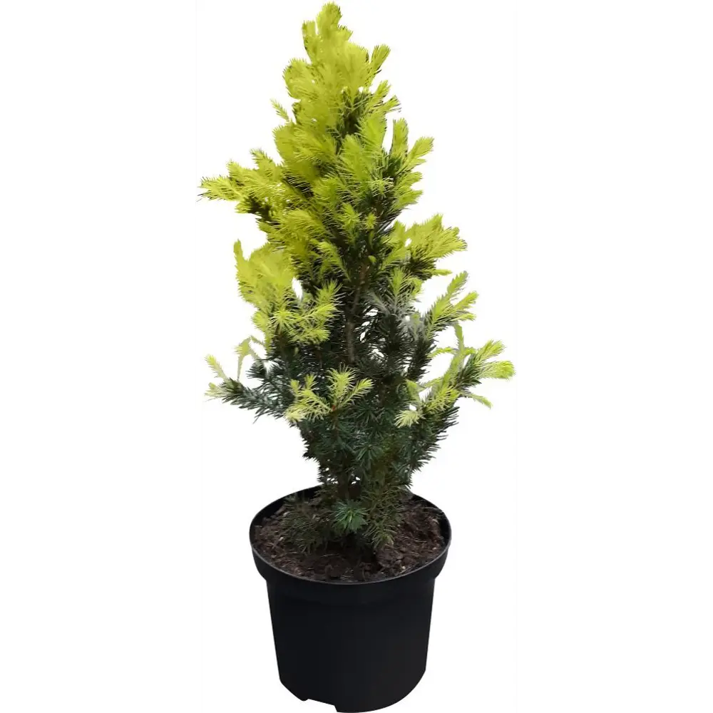 PLANTMARKET Ель сизая Перфекта - хвойный солитер с голубоватой хвоей 84834208 STLM-0962379