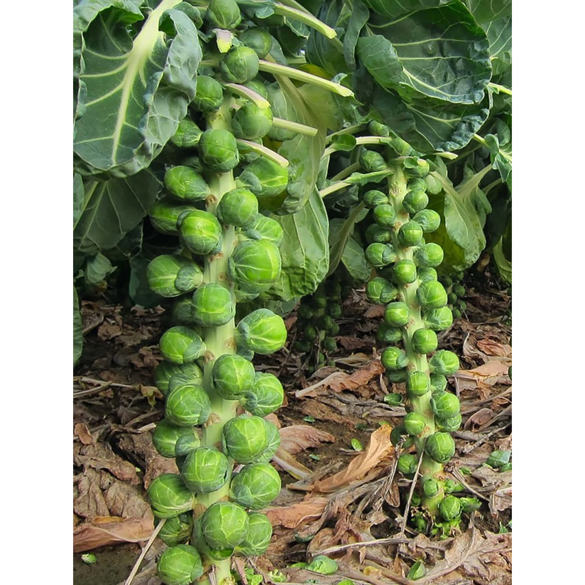 86646525 Капуста брюссельская микс h10 см 6 шт Santreyd 