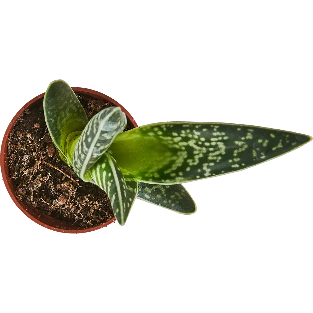 Santreyd Микс кактусов и суккулентов в горшке 88477121 STLM-0077751 - Вид №2