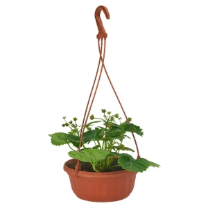 Земляника микс ø18 h20 см