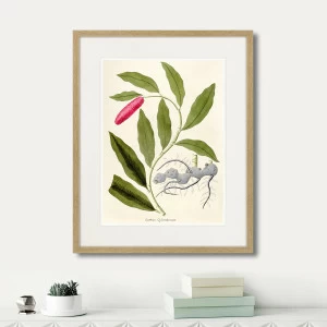 Литография на тонированной бумаге 52х42 см Fragmenta botanica №11, 1809г. КАРТИНЫ В КВАРТИРУ  264318 Белый;коричневый;разноцветный