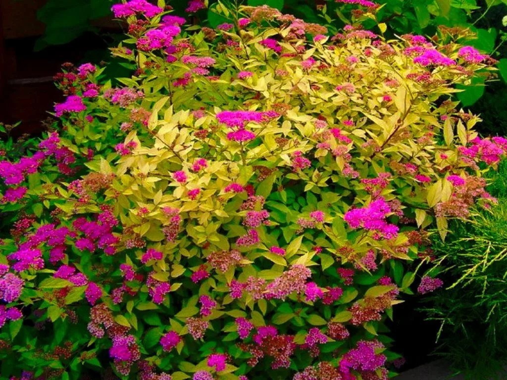 Спирея Голден Принцесс Santreyd - золотистый кустарник для сада 82594831 STLM-0030909 - Вид №2