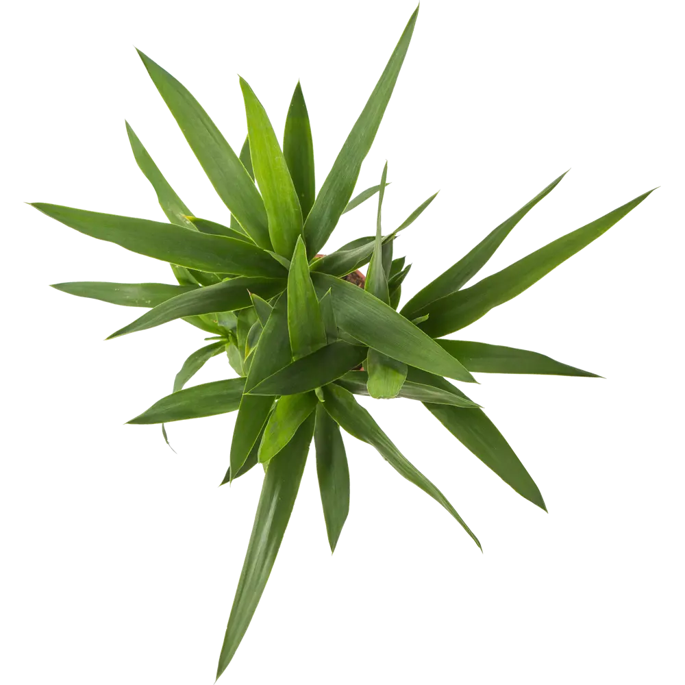 Santreyd Юкка элефантис — экзотическое украшение интерьера 15745401 STLM-0006292 - Вид №1