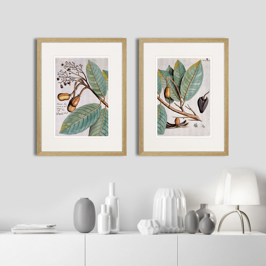 Литография на тонированной бумаге 42х32 см Exotic plants of the world №5, 1815 (I) КАРТИНЫ В КВАРТИРУ  264347 Белый;коричневый;разноцветный  - Вид №2