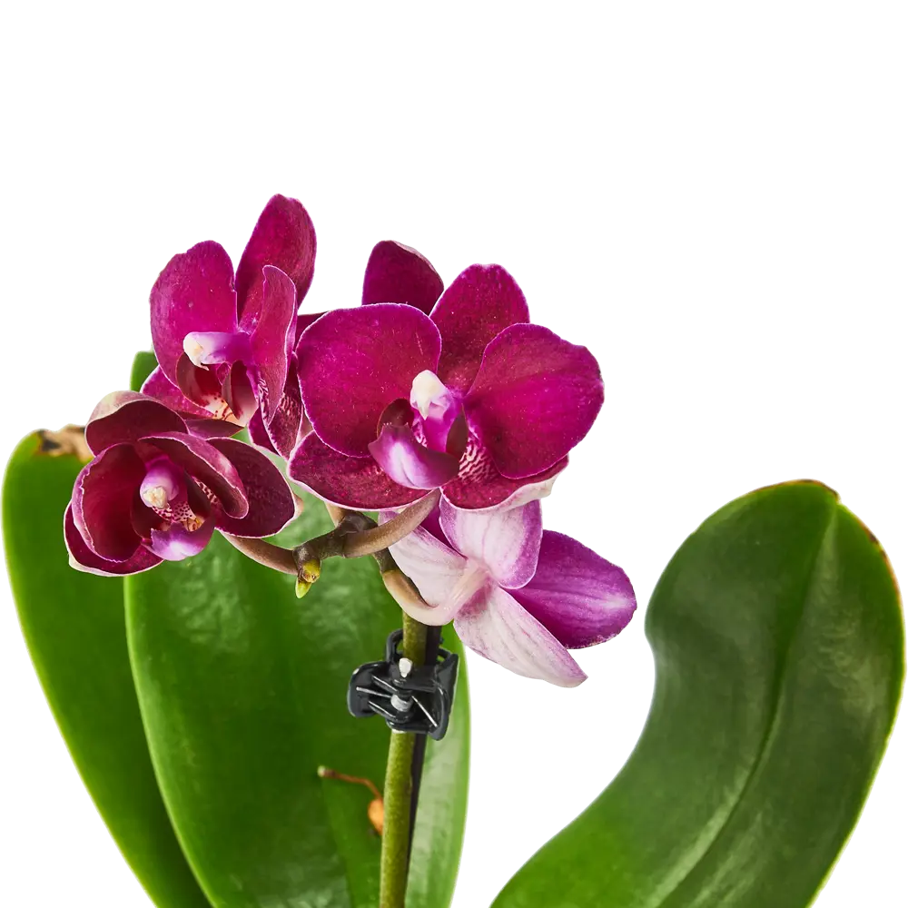 Santreyd Орхидея Фаленопсис мини - цветущее совершенство в вашем интерьере 85324971 STLM-0953531 - Вид №5