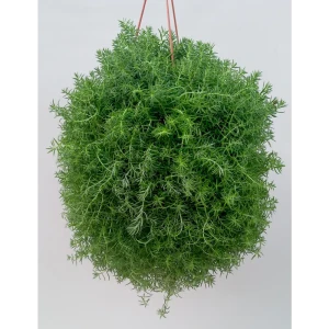 Santreyd Седум Мексиканский — суккулент с игольчатыми листьями 82741541