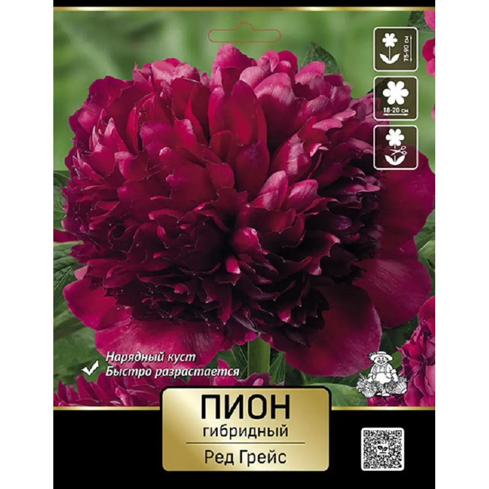 Пион гибридный Ред Грейс 89452332 STLM-2007057 ПОИСК 