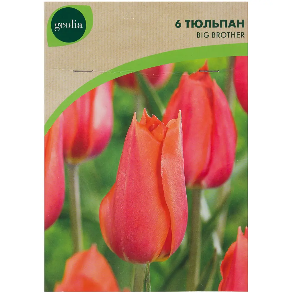 Тюльпан Big Brother GEOLIA 11/12 (6/36) STLM-2131889 - Вид №1
