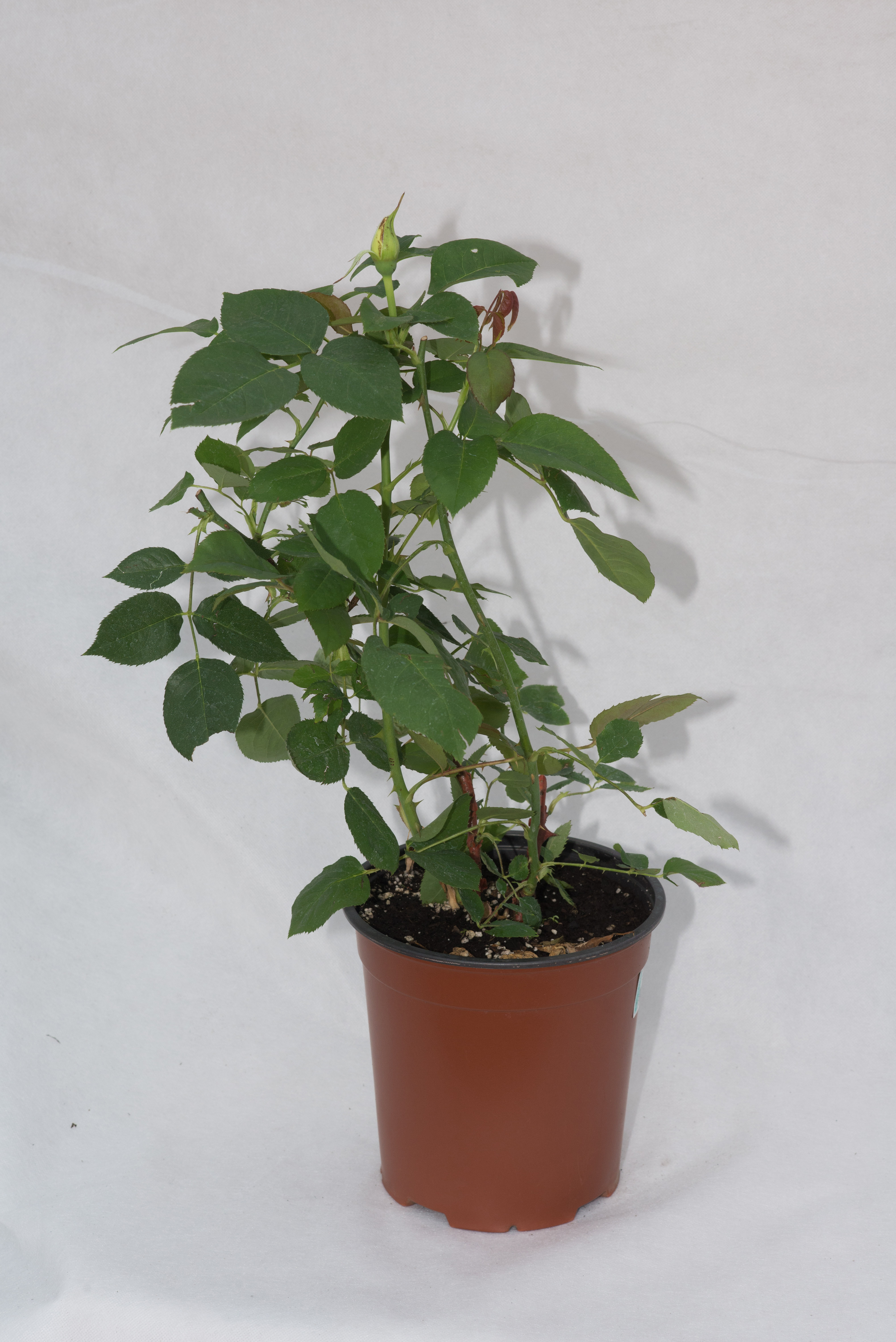 Роза Спрей Santreyd - саженец с красными цветами для сада и срезки 85324120 STLM-0061377 - Вид №1