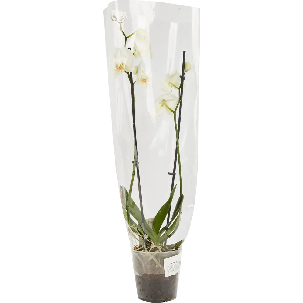 Santreyd Орхидея Фаленопсис — изящная бабочка в вашем интерьере 85324972 STLM-0061533 - Вид №5
