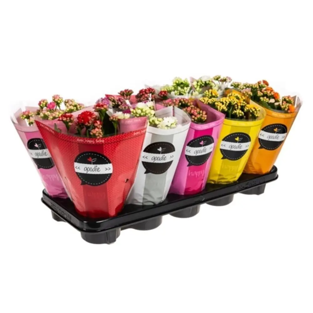 Каланхоэ Гуди Двойной микс - комнатное декоративно-лиственное растение 89441578 Santreyd STLM-1581727