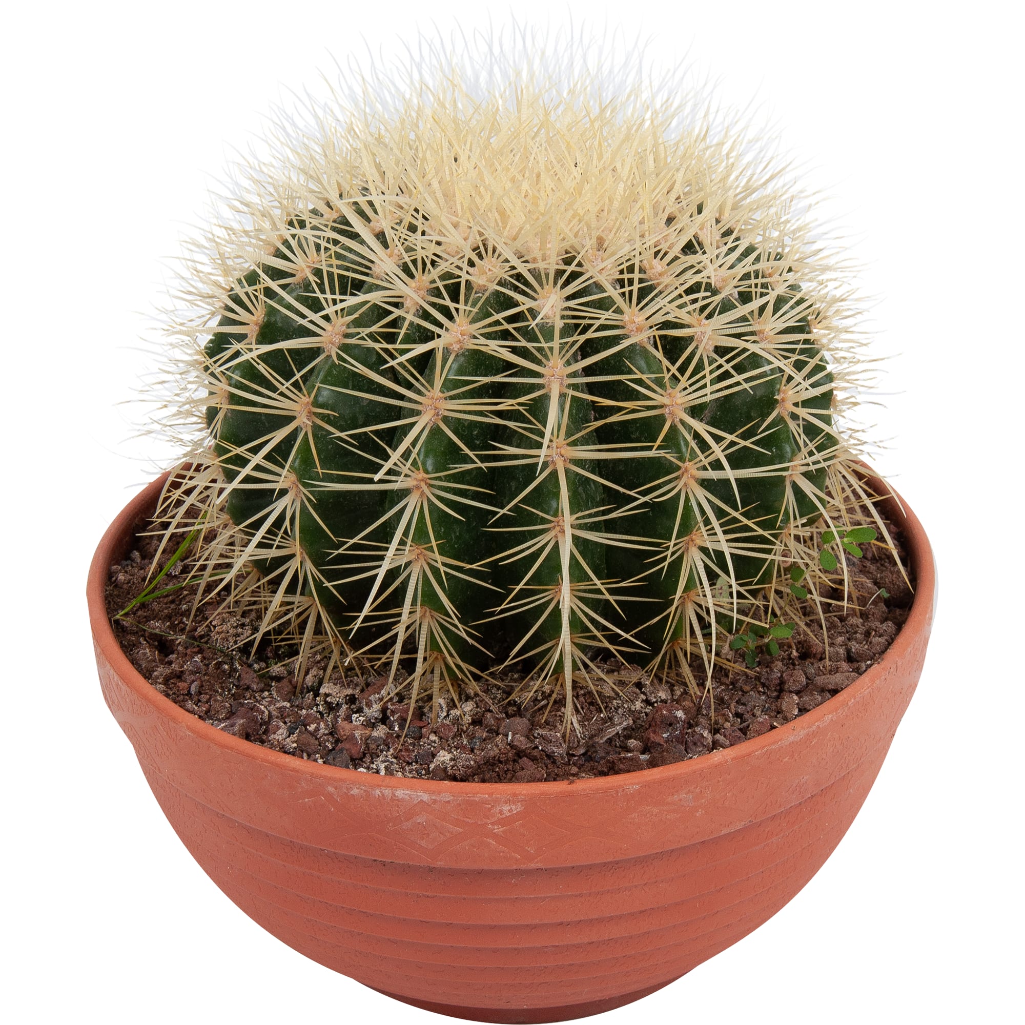 82850423 Эхинокактус Грузони 20х22 см Santreyd 