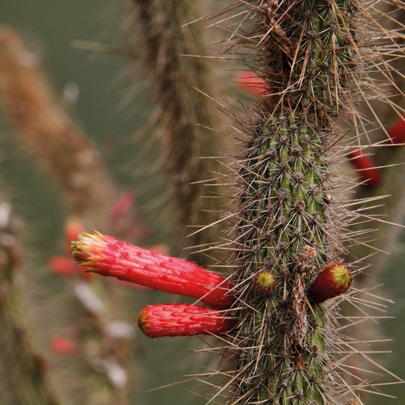 1241/CX38 Картина 1241 Adriani e Rossi  - Вид №1