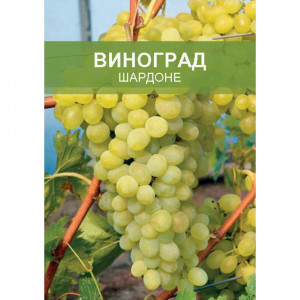 85670466 Виноград Шардоне ø15 h50 см