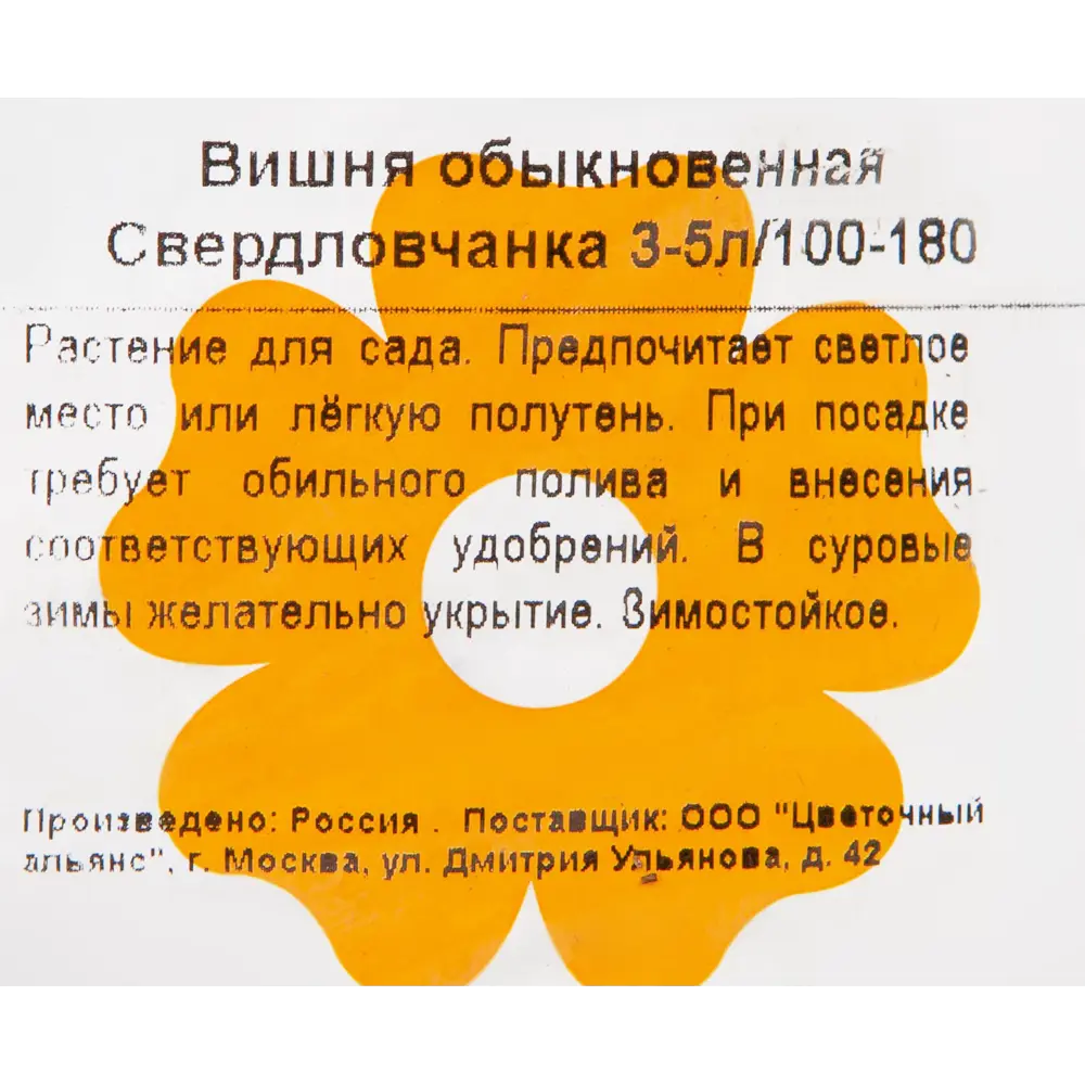 Вишня «Свердловчанка» 3-5 л высота 100 см 82601705 STLM-2121945 Santreyd  - Вид №1