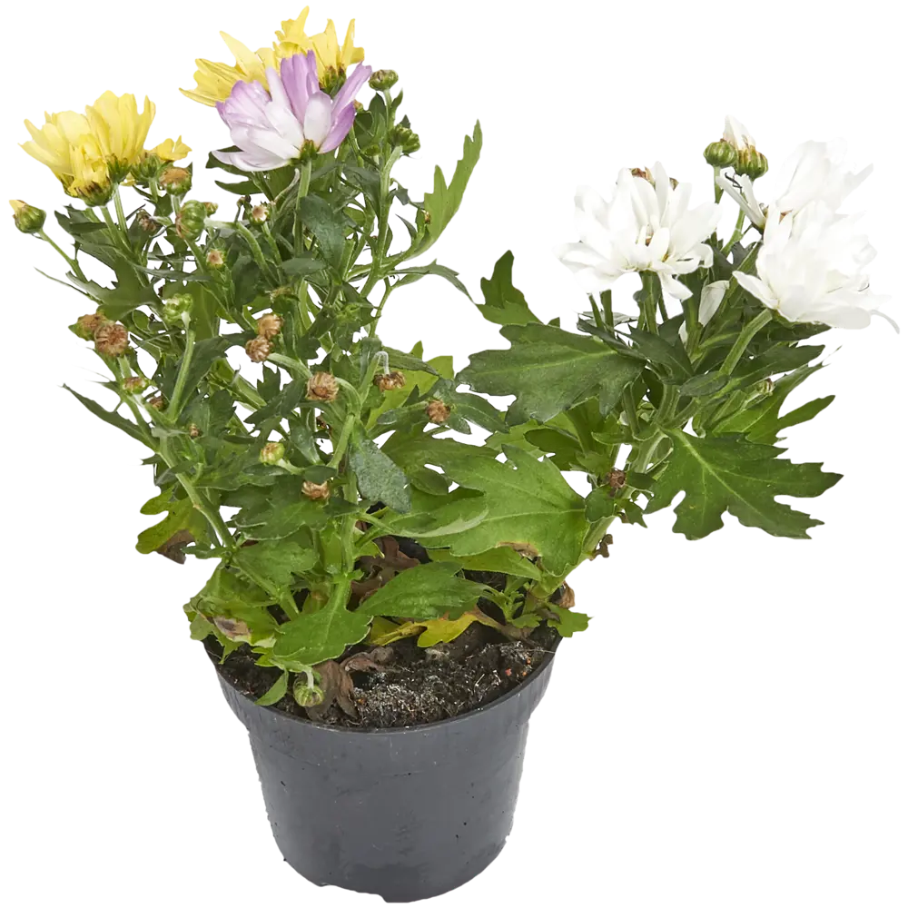 Santreyd Хризантема Карнавал - комнатное цветущее растение в горшке 82399759