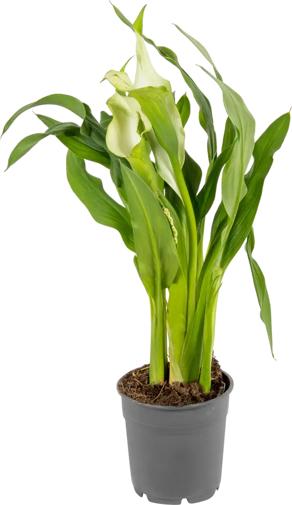 Santreyd Калла микс - элегантное комнатное растение с разноцветными бутонами 14448041