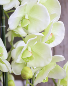 2860 788 a3 Искусственная орхидея Phalaenopsis с 'почвой', 9-кратная, 120 см, real touch, бежево-зеленая H-andreas