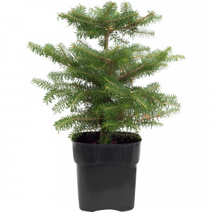 81959270 Пихта корейская «Компакта» d17/15-20