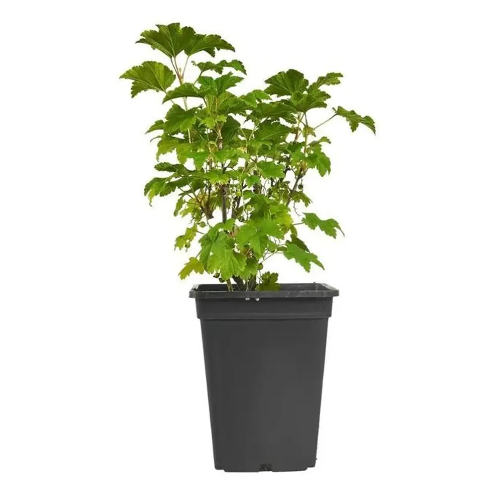 Смородина красная Голландская красная PLANTMARKET STLM-2096124 - Вид №1